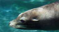Seal
